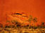 Ayers Rock, Uluru-Kata Tjuta National Park