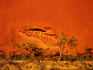 Eucalypts at the base of Uluru (Ayers Rock)
