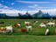 surreal rural landscape, Mauritius