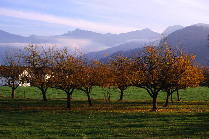 Morning mist over orchards beneath Bavarian alps.