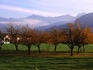 Morning mist over orchards beneath Bavarian alps.