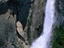Yosemite Falls, Yosemite National Park