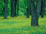 The Brandywine Battlefield Historic Park, scene of the famous confrontation between American and British troops in 1777.