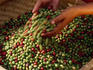 Newly picked coffee beans from Bukittinggi.