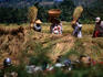 Harvest time in Lombok.