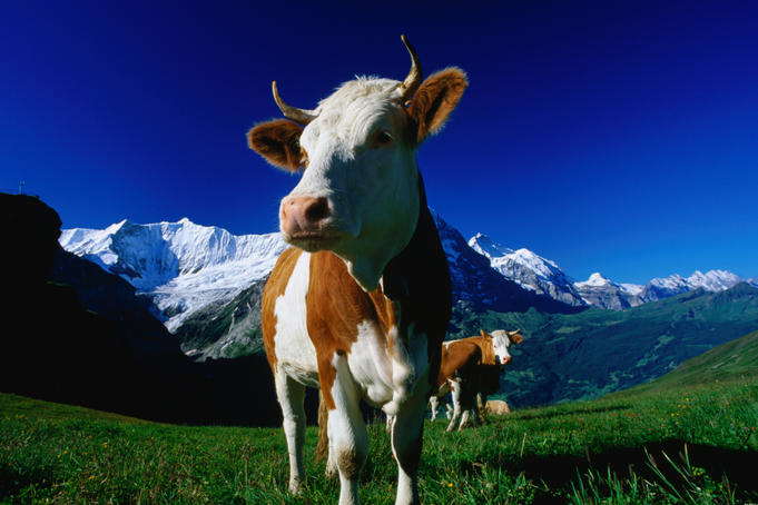 A brown and white cow in an alpine meadow, First.