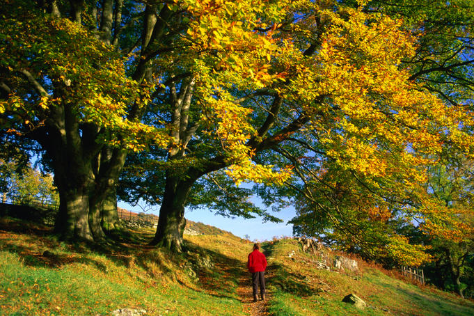Tree overhanging path in autumn near Elterwater.