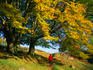 Tree overhanging path in autumn near Elterwater.