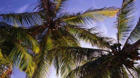 The Guianas Image Gallery