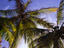Palm trees, The Guianas