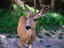 Deer, Rocky Mountain National Park