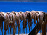 Octopus hanging to dry, Plaka.