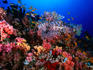 Soft corals and tropical fish at H.P. Reef.