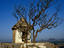 Burning bush,Hampi
