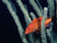 A coney (Epinephelus fulvus) peeks out from between the arms of a sea rod.