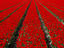 Red Tulip field in Lisse.