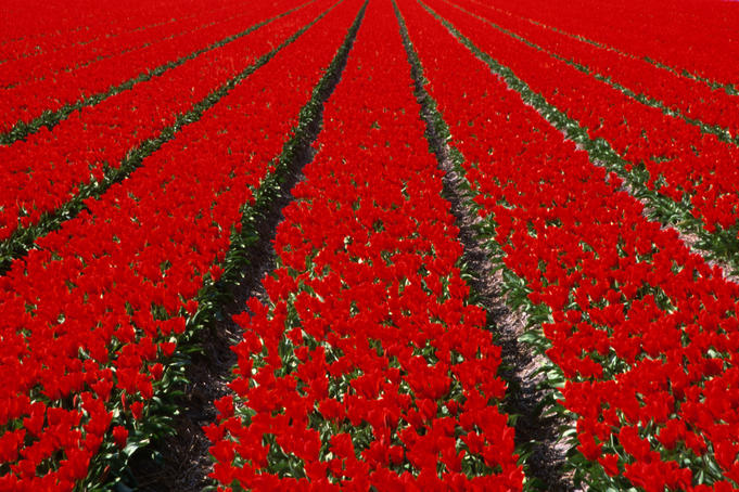 Red Tulip field in Lisse.