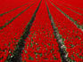 Red Tulip field in Lisse.