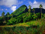 Palm trees and dense jungle peaks.