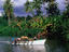 Lushly vegetated shoreline, Pacific