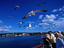Ferry passengers feeding seagulls.