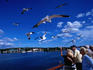 Ferry passengers feeding seagulls.