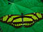 A Heliconiid Butterfly (Philaethria dido at Corcovado National Park, Costa Rica.