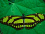 A Heliconiid Butterfly (Philaethria dido at Corcovado National Park, Costa Rica.