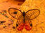 Satyrid Butterfly, Costa Rica
