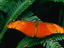 A Heliconiid butterfly (Dryas iulia:Heliconidae) resting on a fern in the Costa Rican rainforest.