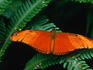 A Heliconiid butterfly (Dryas iulia:Heliconidae) resting on a fern in the Costa Rican rainforest.