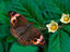 Image_6794-78