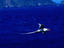 Flight of the Red-billed Tropicbird (Phaethon aethereus) a beautiful oceanic bird with a long streamer tail, Trinidad and Tobago.