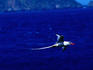 Flight of the Red-billed Tropicbird (Phaethon aethereus) a beautiful oceanic bird with a long streamer tail, Trinidad and Tobago.