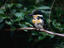 Close up of the Green Kingfisher (Chloroceryle americana) in the lush Pantanal wetlands, Brazil.