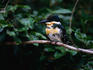Close up of the Green Kingfisher (Chloroceryle americana) in the lush Pantanal wetlands, Brazil.