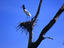 Wetlands, The Pantanal
