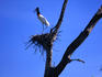 View of an adult Jabiru Stork (Jabiru mycteria) perched in a nest in the lush Pantanal wetlands, Brazil.