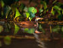 Close up of the Sungrebe (Heliornis fulica) in the lush Pantanal wetlands, Brazil.