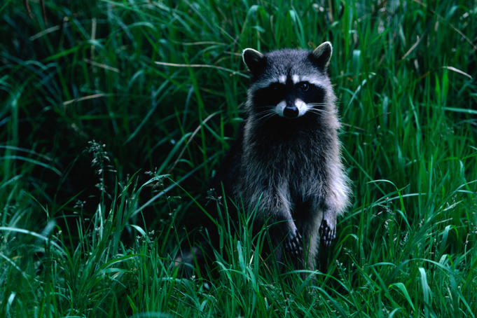 Racoon (Procyon lotor), Cape Alava. The Racoon has a range from North to South America.