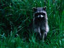 Racoon (Procyon lotor), Cape Alava. The Racoon has a range from North to South America.