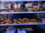 A variety of classic New York bagels, on display in this shop window.