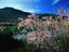 Tamarisk in flower, April - Lesvos