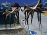 Octopus hanging in the harbour to dry - Lesvos