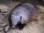 Hairy Armadillo, Patagonia