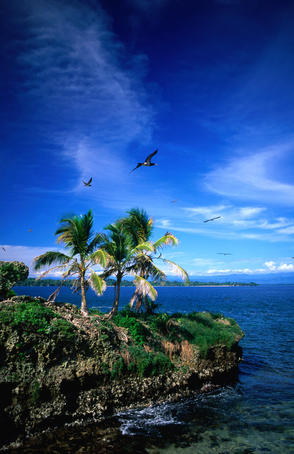 Birds flying over palm trees at Swan key, marine bird sanctuary in the Bocas del Toro Islands.