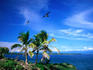 Birds flying over palm trees at Swan key, marine bird sanctuary in the Bocas del Toro Islands.