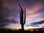 A cactus silhouetted in the sunset at Superstition Mountain, Arizona.