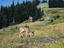 Young deer, Olympic National Park