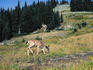Young deer in its natural surroundings.